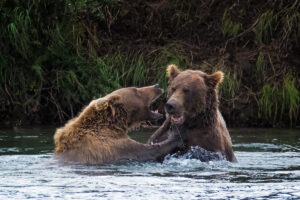 two bears in the river in alaska