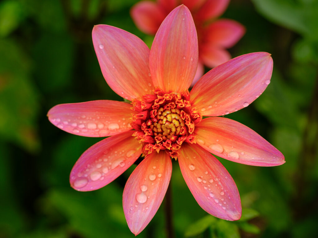 Orange and magenta dahlia flower with water drops