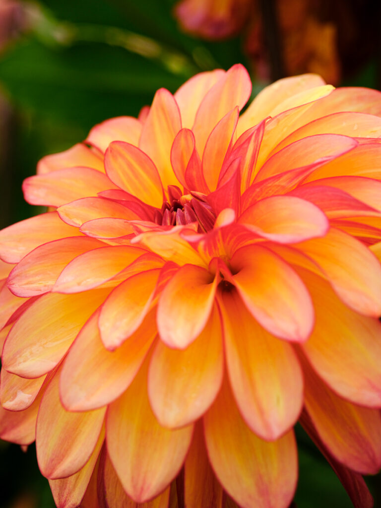 orange dahlia flower out of focus