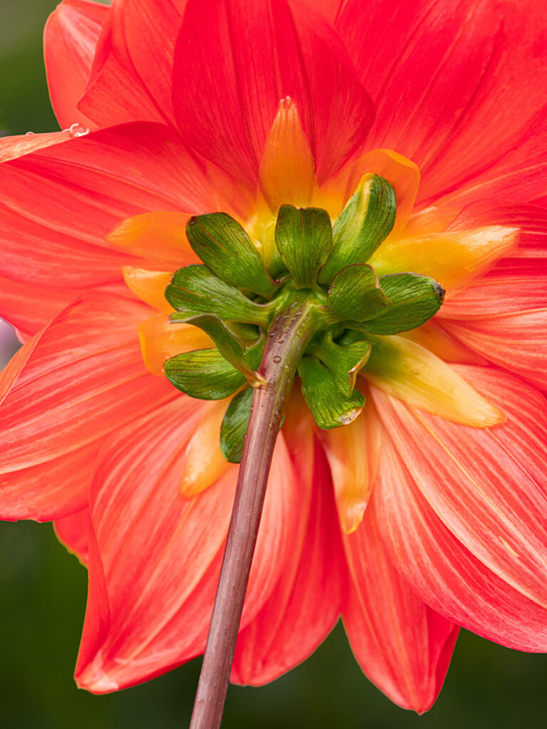 Back side of dahlia flower