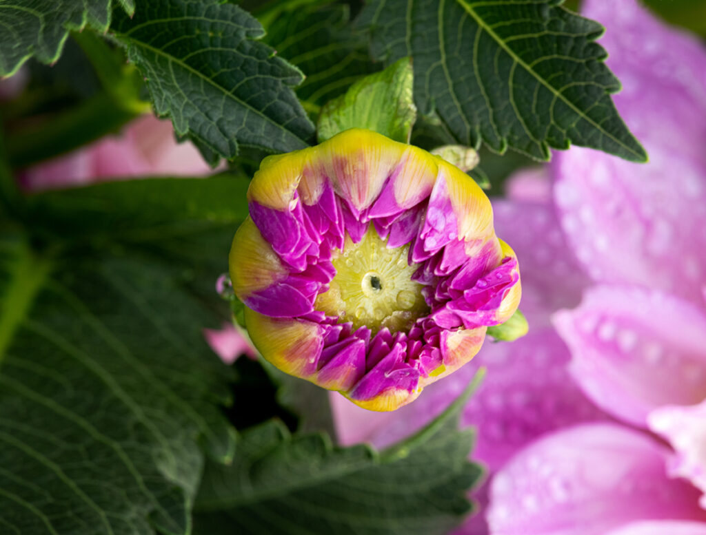 Dahlia flower bud before opening