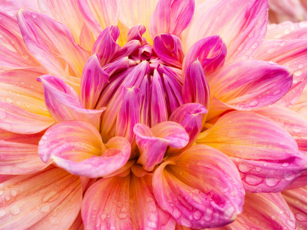 Magenta dahlia flower closeup