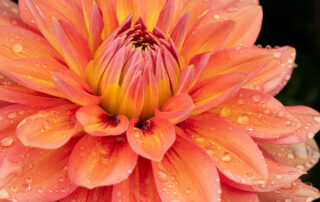 Orange dahlia flower with water drops