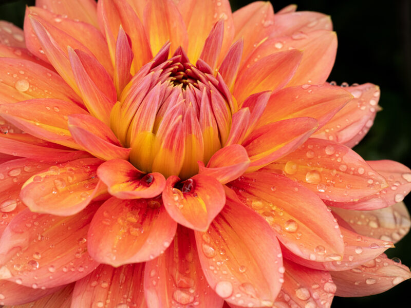 Photographing Dahlia Flowers - John Pedersen Photography