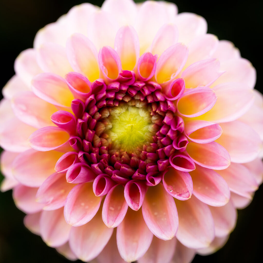 Pink and magenta dahlia flower closeup