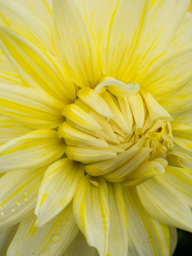 Pale yellow dahlia flower closeup