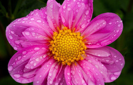 Purple dahlia flower with yellow center and water drops