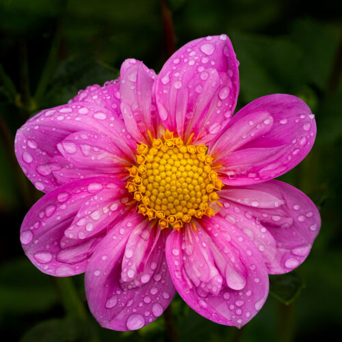 Purple dahlia flower with yellow center and water drops