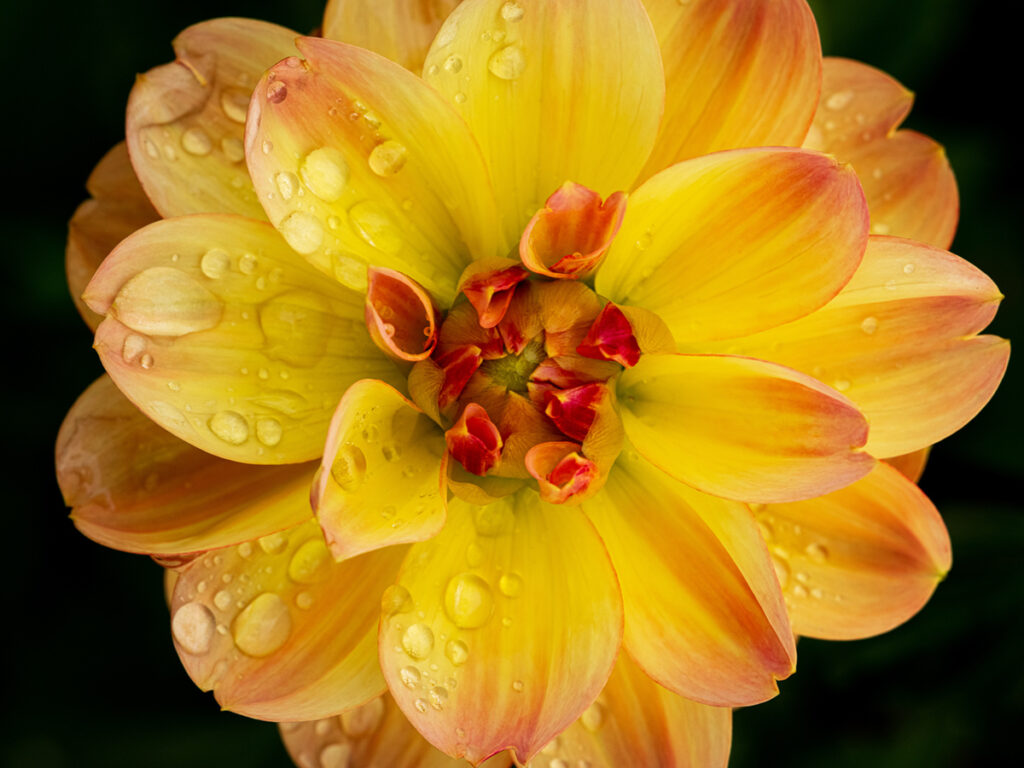 Yellow dahlia flower with water drops