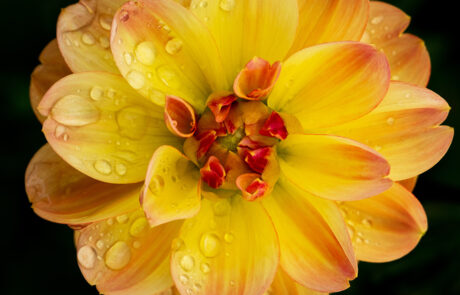 Yellow dahlia flower with water drops