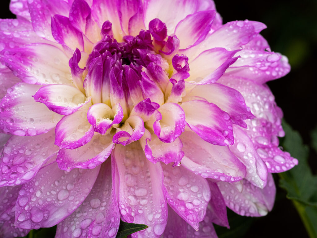 Purple and white dahlia flower with water drops