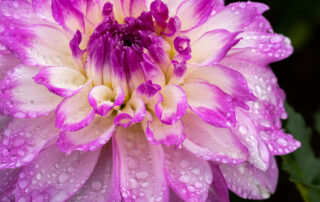 Purple and white dahlia flower with water drops