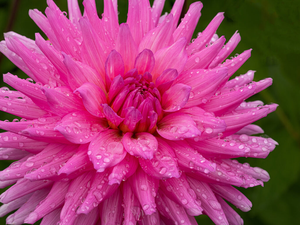 Purple dahlia flower with water drops