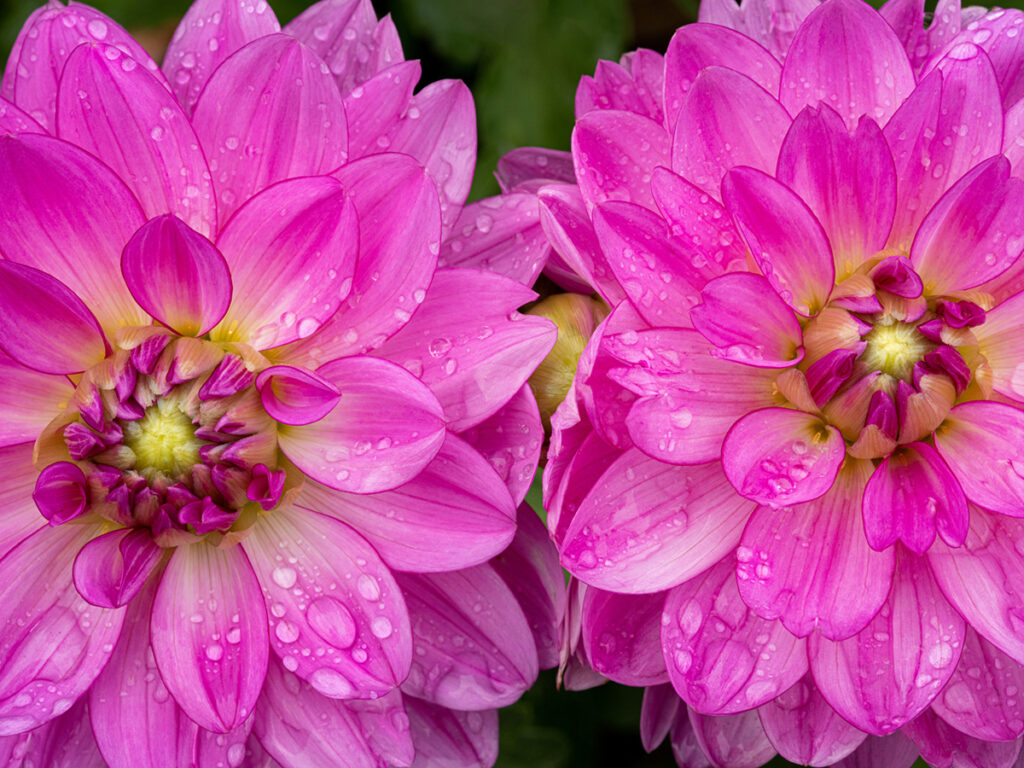 Purple dahlia flowers with water drops