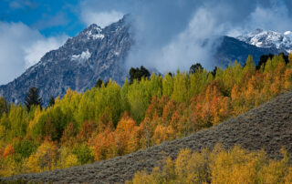 Fall color in Grand Teton National Park
