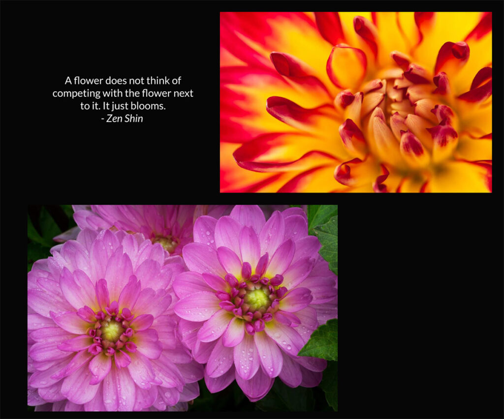 A page from my book about dahlia flowers