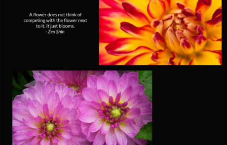 A page from my book about dahlia flowers