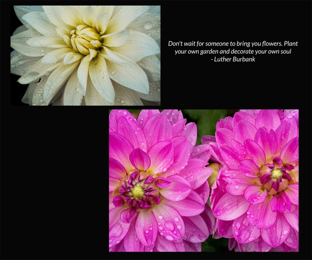 A page from my book about dahlia flowers