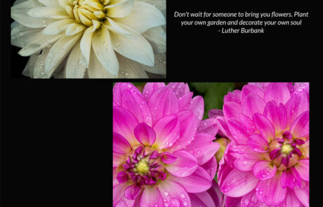 A page from my book about dahlia flowers