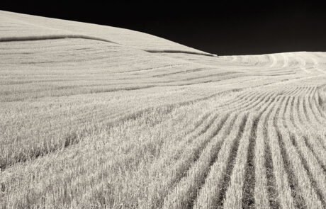 Palouse wheat fields during harvest