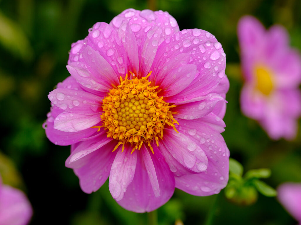 Pink dahlia flower with water drops