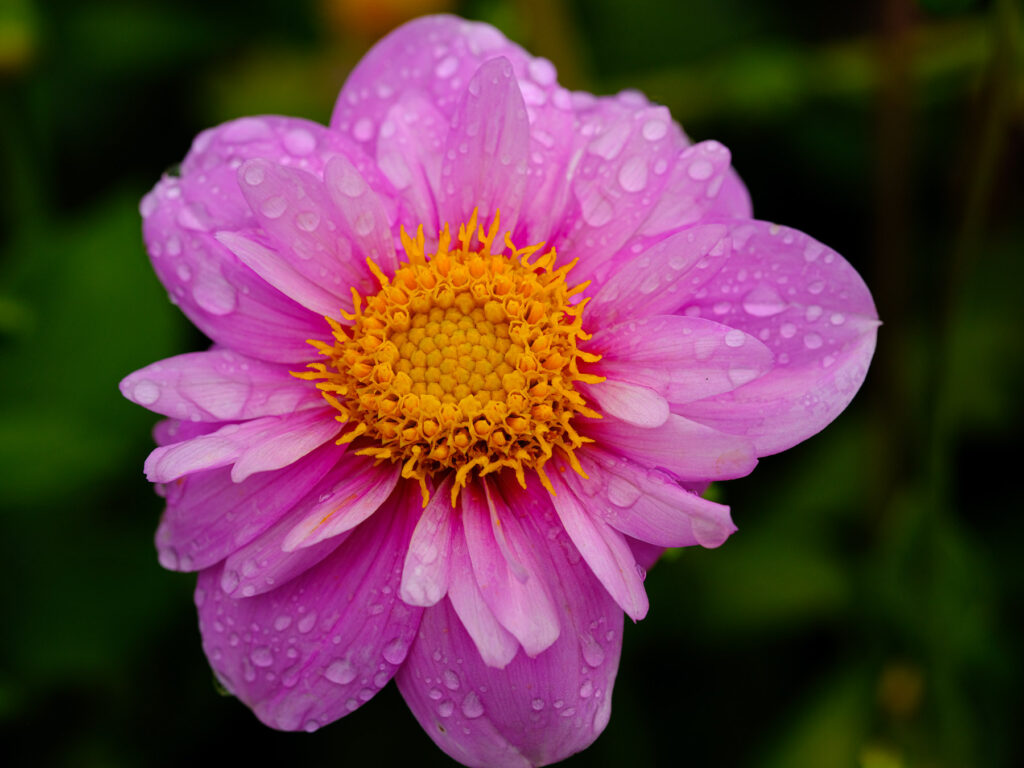 pick dahlia flower with water drops