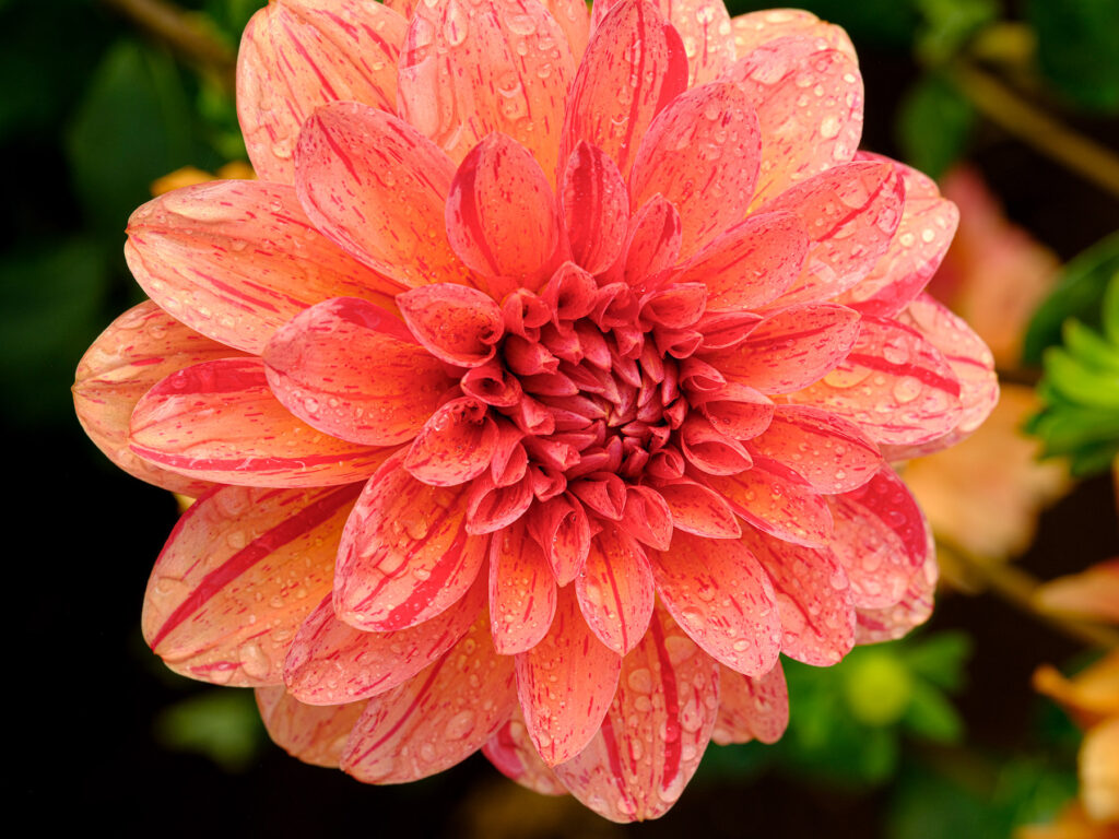 Red and orange dahlia flower in Oregon