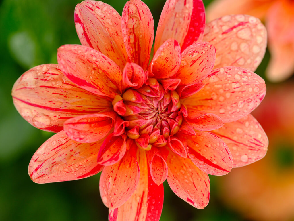 Orange dahlia flower with water drops in Oregon