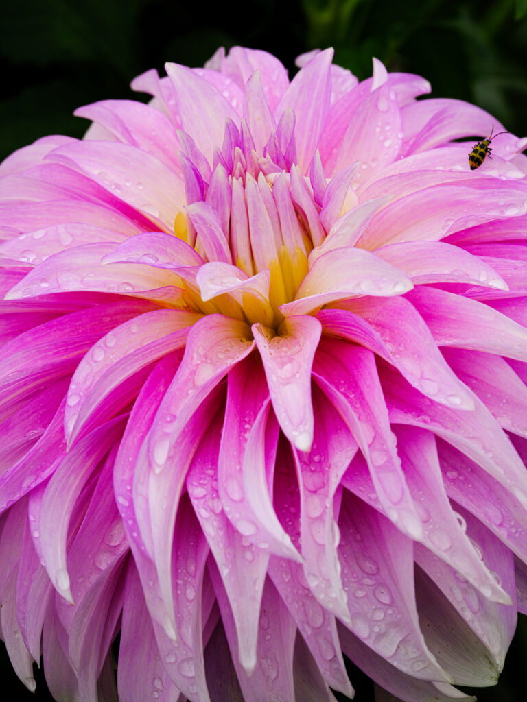 Pink and white dahlia flower with water drops in oregon