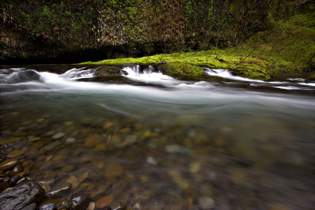 Photograph of stream with green moss and foliage