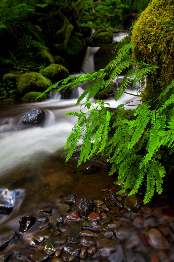 Small creek and green fern in Oregon