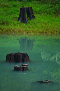 Old stumps submerged in a lake of green water
