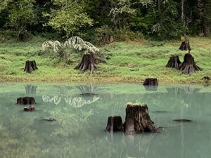 Old stumps submerged in a lake of green water