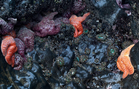 starfish on the rocks at oregon beach