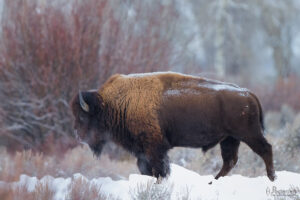 Bison in the snow in Wyoming
