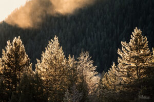 Pine trees backlit by the sun during winter in Wyoming
