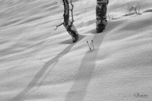 Snow and trees abstract in Wyoming