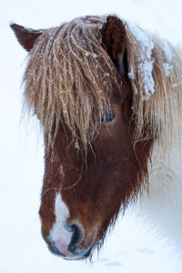 snow covered horse in Iceland