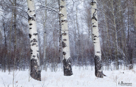 Cottonwood trees standing in the snow in Wyoming