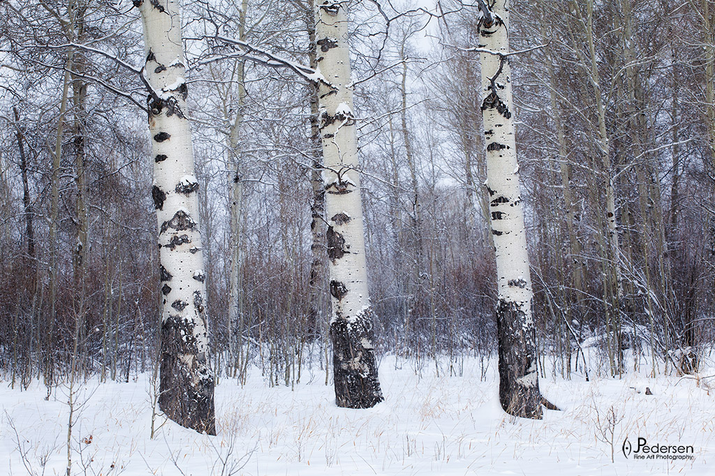 Cottonwood trees standing in the snow in Wyoming