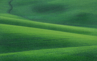 green wheat field in palouse washington