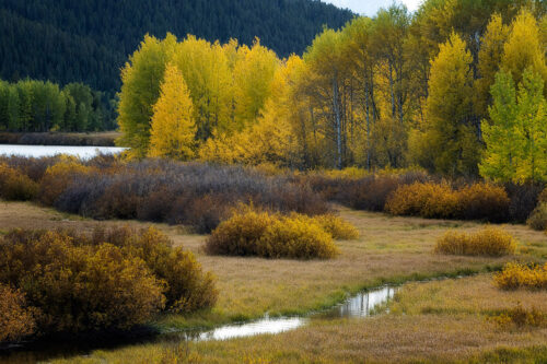 fall colors in grand teton national park