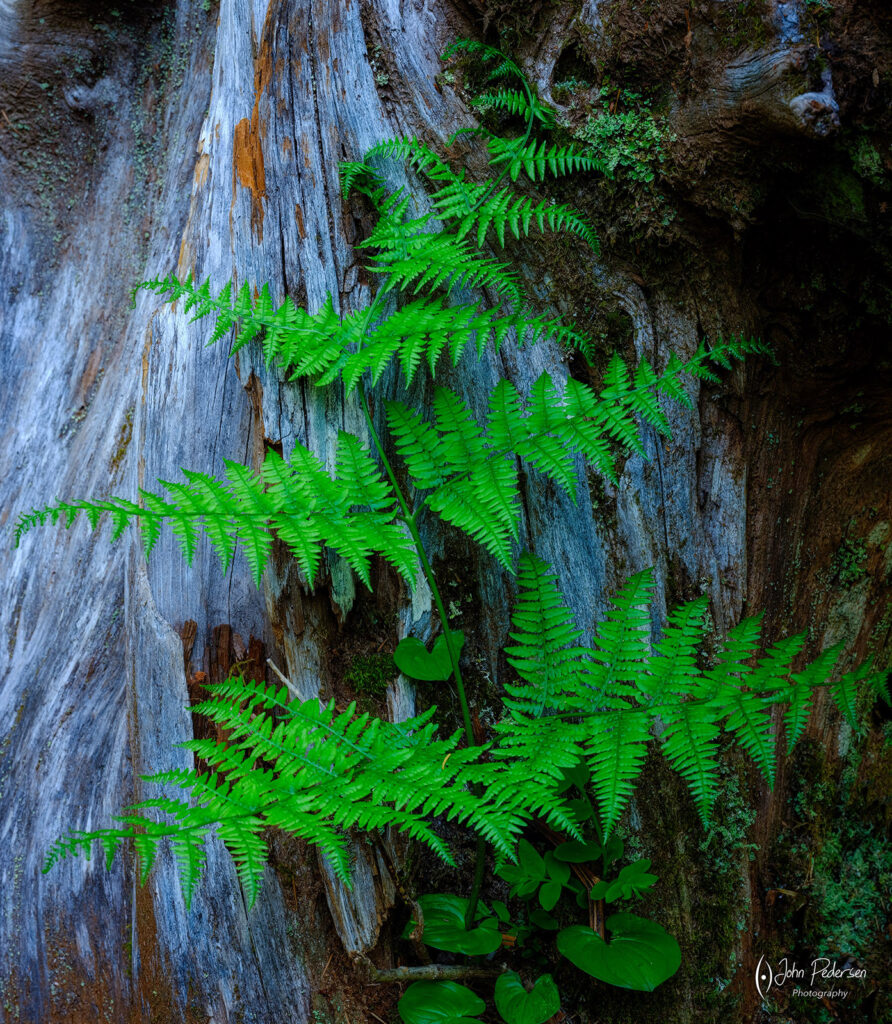 A fern against wood in the Hoh Rainforest in Olympic National Park