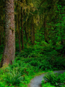 A path and green forest in Olympic National Park