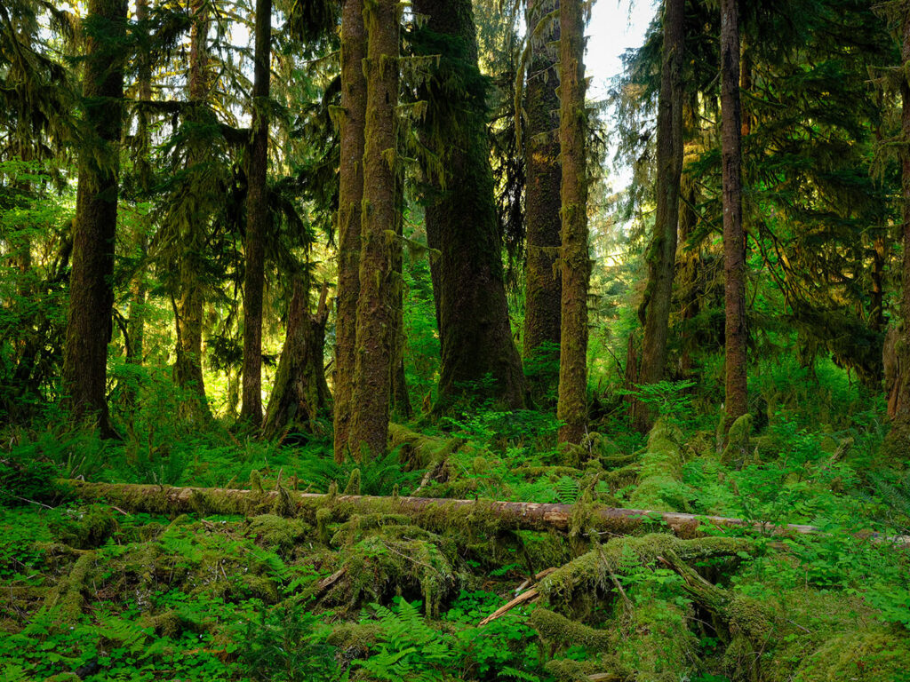 Hoh rainforest in Olympic National Park