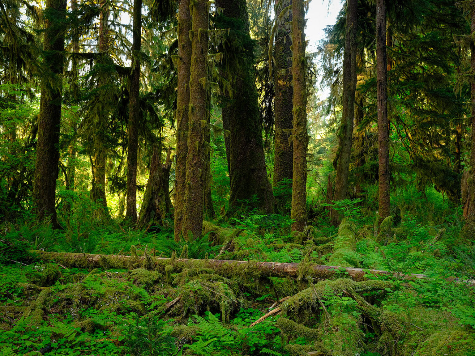 Hoh Rainforest - John Pedersen Photography