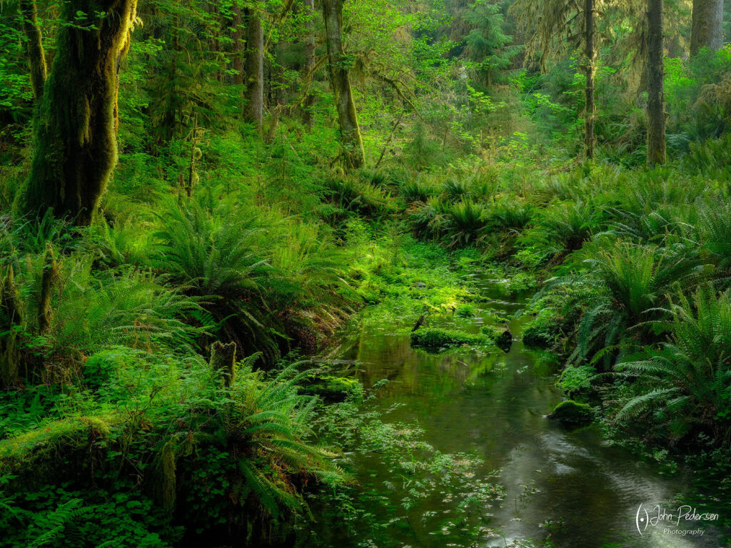 A small stream in a green forest in Olympic National Park