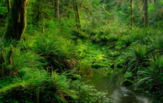 A small stream in a green forest in Olympic National Park
