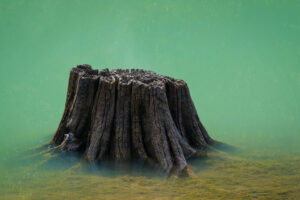 An old tree stump submerged in green water