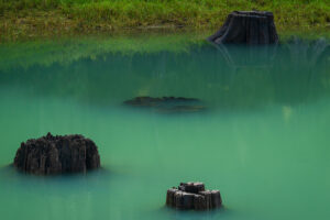 Old tree stumps submerged in a lake in Washington